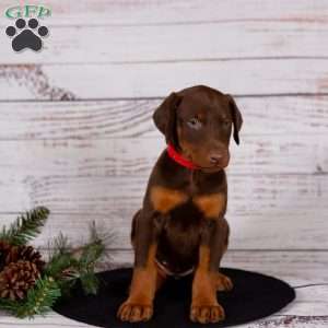 Jenna, Doberman Pinscher Puppy